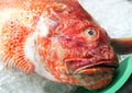 Fresh seafood - close view of red scorpionfish (Scorpaena scrofa) at Spanish seafood market Royalty Free Stock Photo