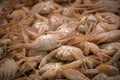 Fresh seafood, fresh crabs on the counter