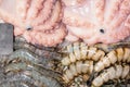 Fresh seafood on crushed ice at fish market. Octopus and big royal tiger shrimos on display counter at store Royalty Free Stock Photo