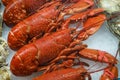 Fresh seafood on fish market. Raw lobsters on ice. Royalty Free Stock Photo