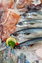 Fresh seafood on ice, close-up