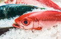 Fresh seafood on ice at the fish market Royalty Free Stock Photo