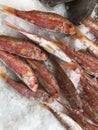 Fresh seafood on ice at a market