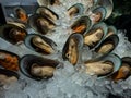 Fresh seafood including Oyster, Shell, squid and shrimp in ice basket Royalty Free Stock Photo