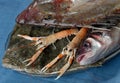 Fresh seafood Royalty Free Stock Photo