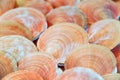 Fresh seafood, Scallop in morning market Royalty Free Stock Photo