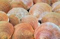 Fresh seafood, Scallop in morning market Royalty Free Stock Photo