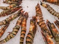 Fresh seafood, shrimps on ice. Royalty Free Stock Photo