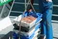 Fresh Seafood unloaded by a Fisherman