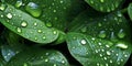 close up collection of green leaves with waterdrops