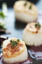 Fresh Seared Scallop Royalty Free Stock Photo