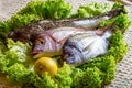 Fresh see bass and sea bream with some ingredients on green salad with lemon Royalty Free Stock Photo