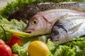Fresh see bass and sea bream with some ingredients on green salad Royalty Free Stock Photo