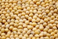 Fresh seed soybean background of Center focus Royalty Free Stock Photo