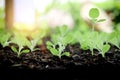 Fresh seedlings grow from rich fertile soil with green rainforest blurred background, young sapling green plants with morning