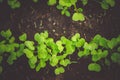Fresh seedlings growing from the soil in a line.The soil is dark black.Beds in the greenhouse Royalty Free Stock Photo