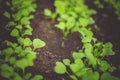 Fresh seedlings growing from the soil in a line.The soil is dark black.Beds in the greenhouse Royalty Free Stock Photo