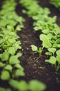 Fresh seedlings growing from the soil in a line.The soil is dark black.Beds in the greenhouse Royalty Free Stock Photo