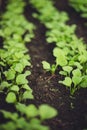 Fresh seedlings growing from the soil in a line.The soil is dark black.Beds in the greenhouse Royalty Free Stock Photo