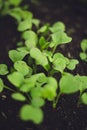 Fresh seedlings growing from the soil in a line.The soil is dark black.Beds in the greenhouse Royalty Free Stock Photo