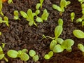 fresh seedlings of herbs and vegetables. concept.baby plants growing in germination sequence on fertile soil.Growing Royalty Free Stock Photo