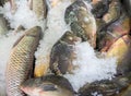 Fresh serranidae and cyprinus or typical carps on ice at the ci