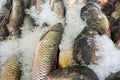 Fresh serranidae and cyprinus or typical carps on ice at the ci