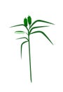 Fresh Sesame Plant on A White Background