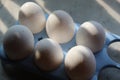 Fresh Set of chicken`s white Eggs in blue egg holder tray Royalty Free Stock Photo