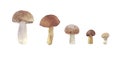 Fresh set of watercolor mushrooms. Brown cap boletus.