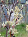 Fresh shadbush or sarvisberry or Amelanchier buds in early spring Royalty Free Stock Photo