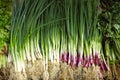 Fresh shallot and celery selling in market