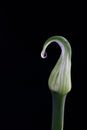 Fresh shallot flowers