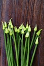 Fresh shallot flowers