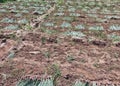 Fresh Shallot or Red Onion During Harvest Season at the Field