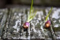 Fresh shallot shoots,placed on the nature stone background