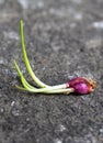 Fresh shallot shoots,placed on the nature stone background