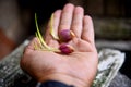 Fresh shallot shoots,placed on the nature stone background