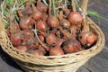 Fresh shallots Royalty Free Stock Photo