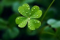 Fresh shamrock plant with four green leaves with morning dew drops growing on forest glade Royalty Free Stock Photo