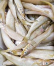 Fresh sheatfish pile on the metal tray. Royalty Free Stock Photo