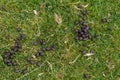 Fresh sheep droppings