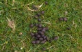 Fresh sheep droppings