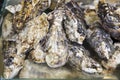 Fresh shell oysters in a seafood market