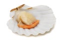 Fresh shell scallop Royalty Free Stock Photo