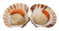 Fresh shell scallop Royalty Free Stock Photo