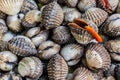 Fresh Shellfish Blood Cockles. Royalty Free Stock Photo