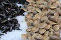 Fresh shellfish on crushed ice at the local fish market Royalty Free Stock Photo