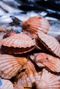 Fresh Shellfish display on English Market for sale. Cork/Ireland Royalty Free Stock Photo