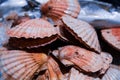 Fresh Shellfish display on English Market for sale. Cork/Ireland Royalty Free Stock Photo